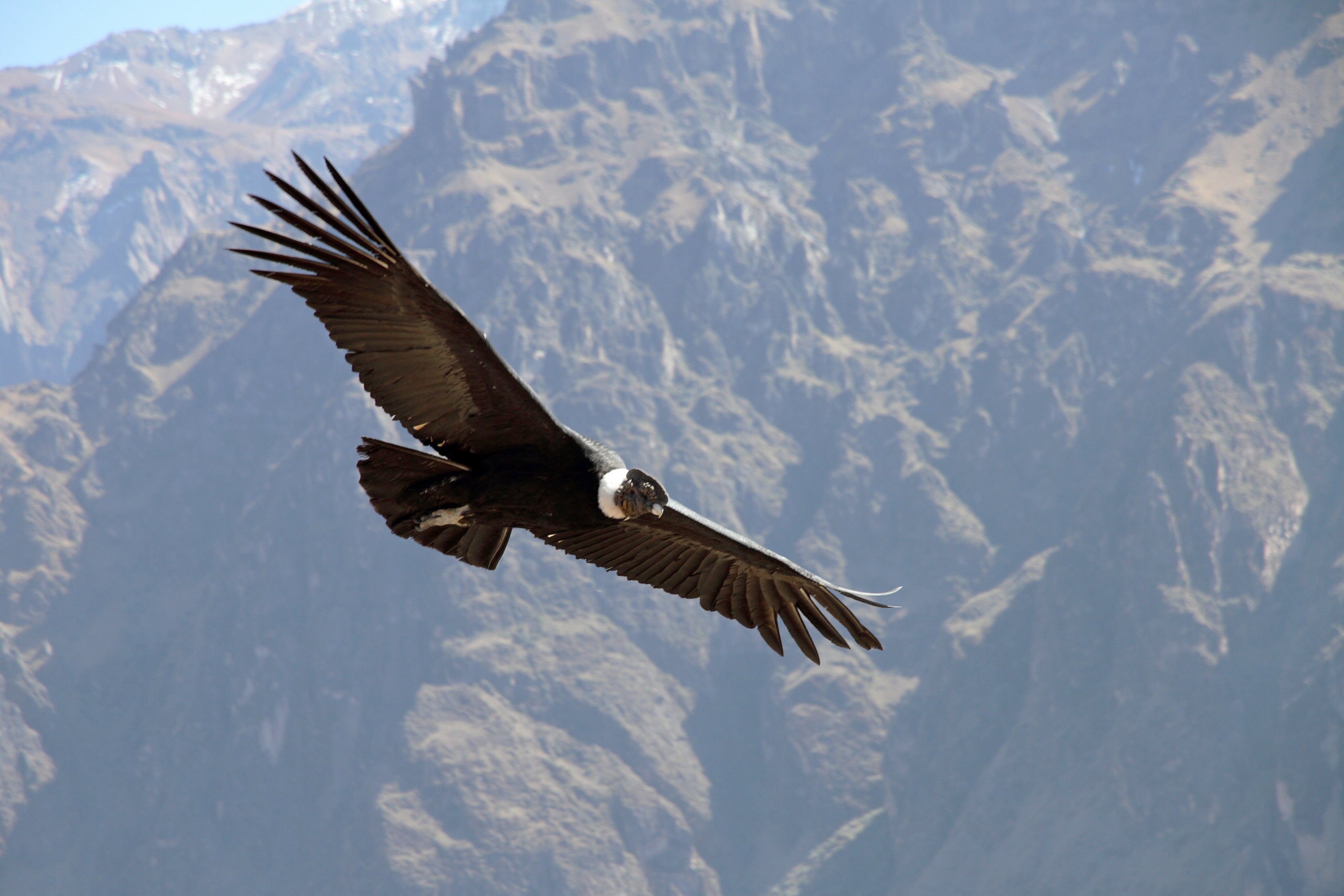 cañon del colca condor andino