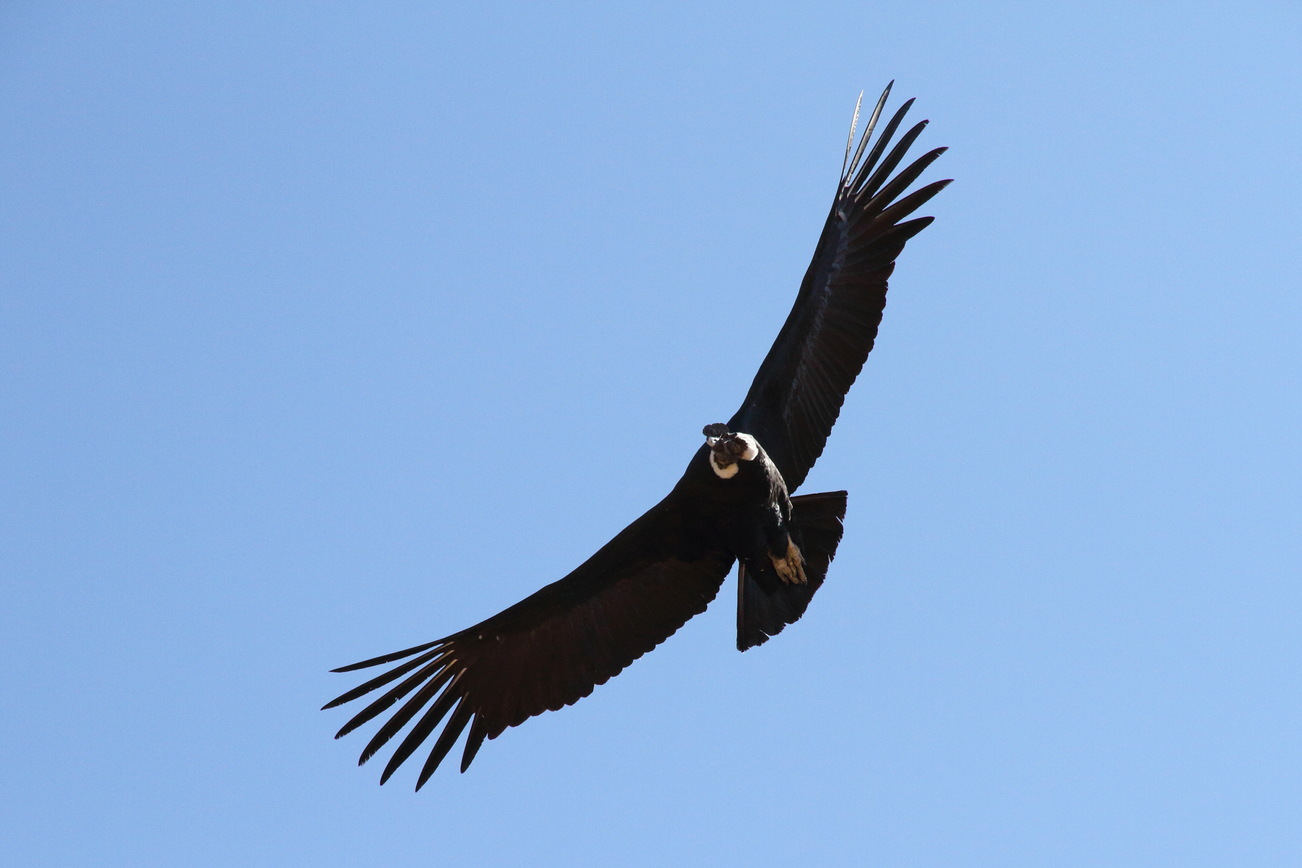 cañon del colca condor andino