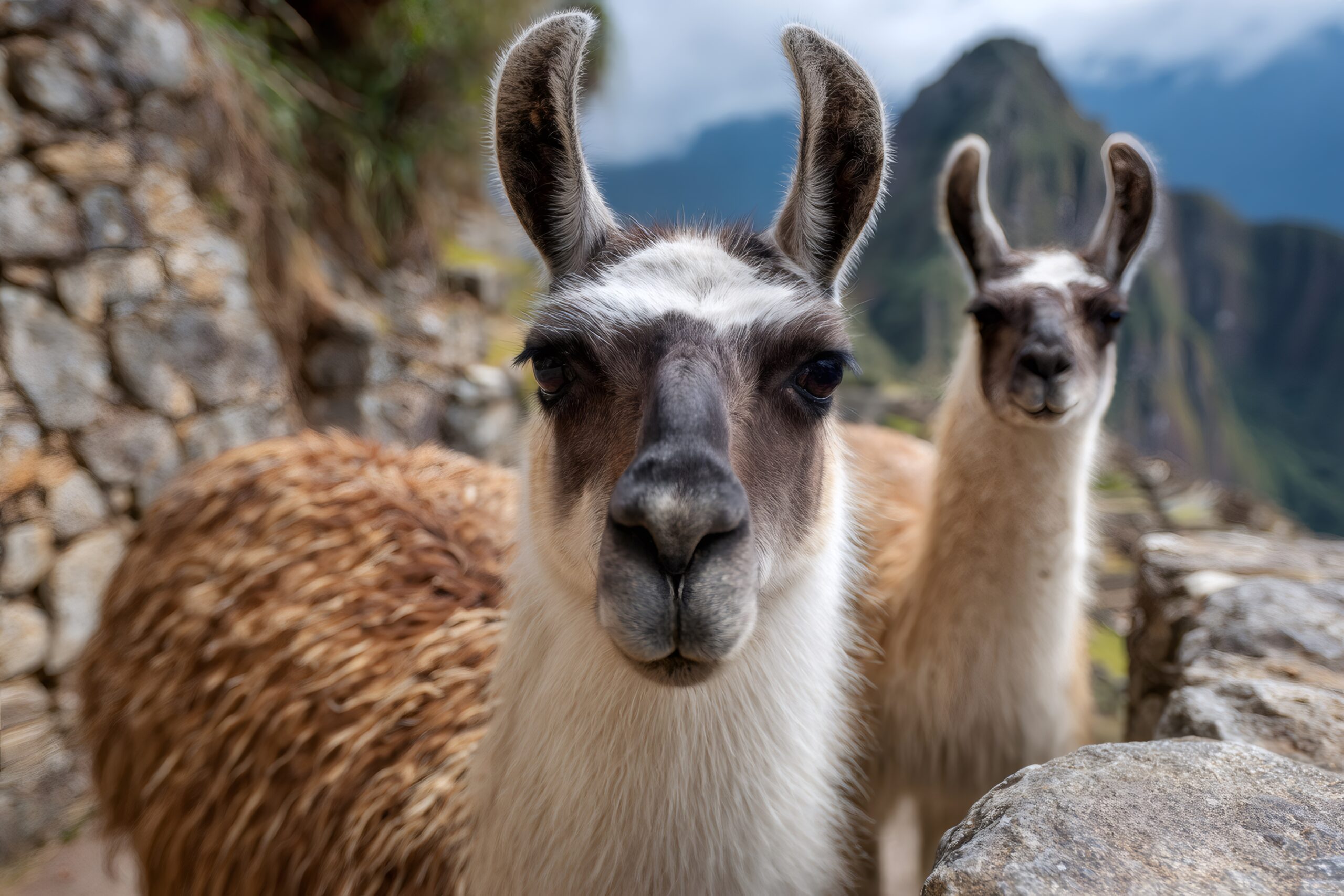 llama vicuña alpaca diferencias