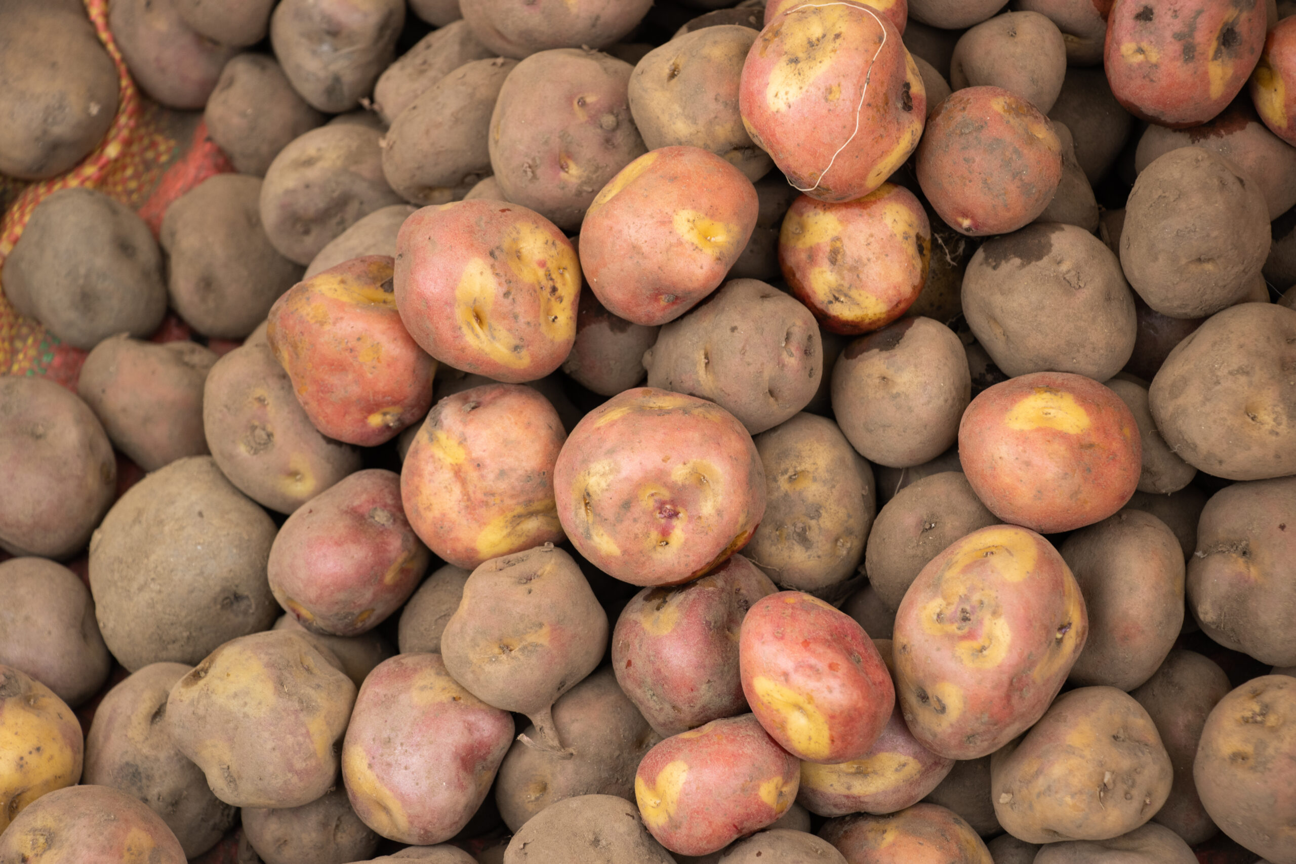 Cusco gastronomia fusion